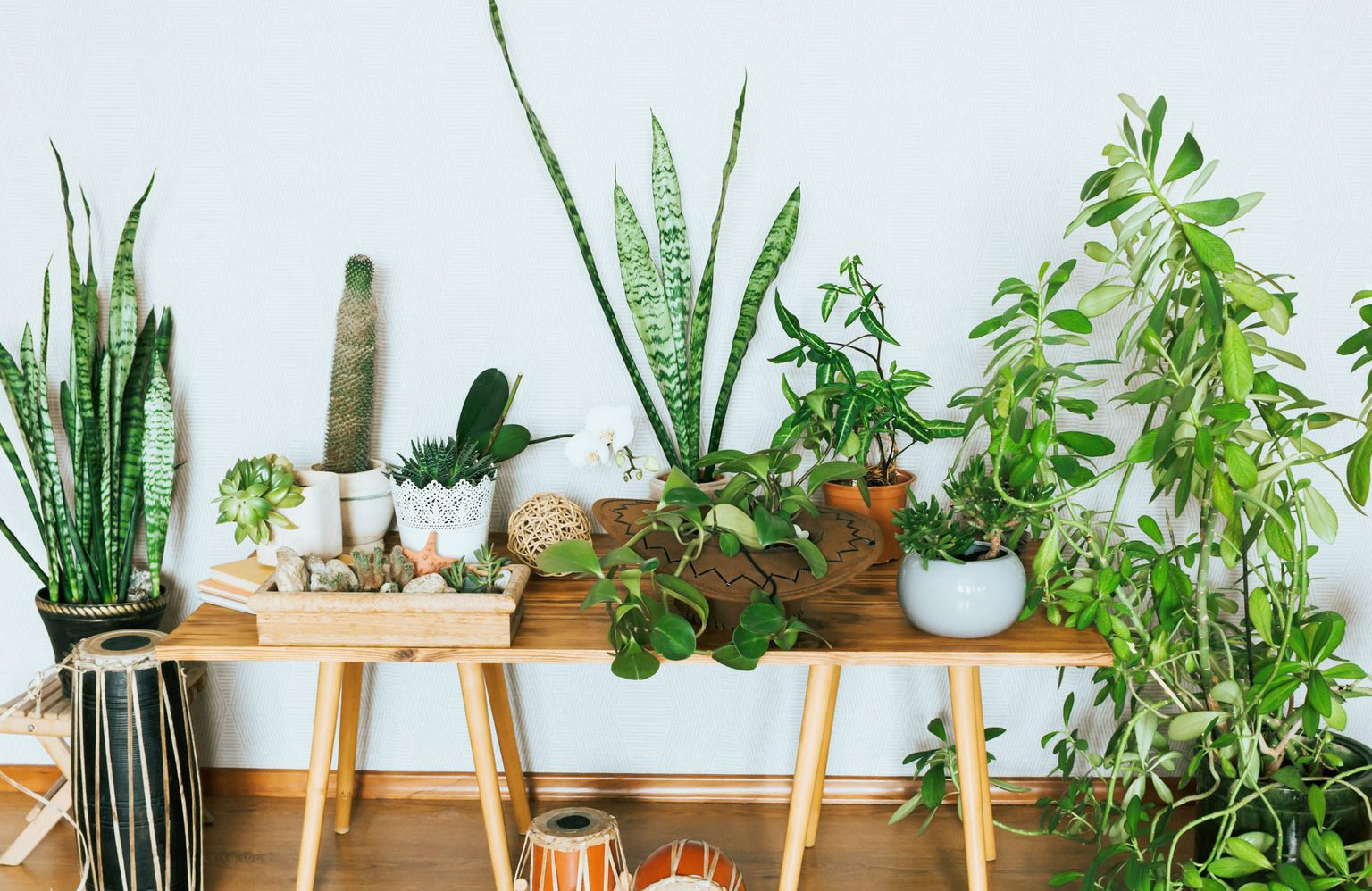 Set up a low-maintenance plant corner