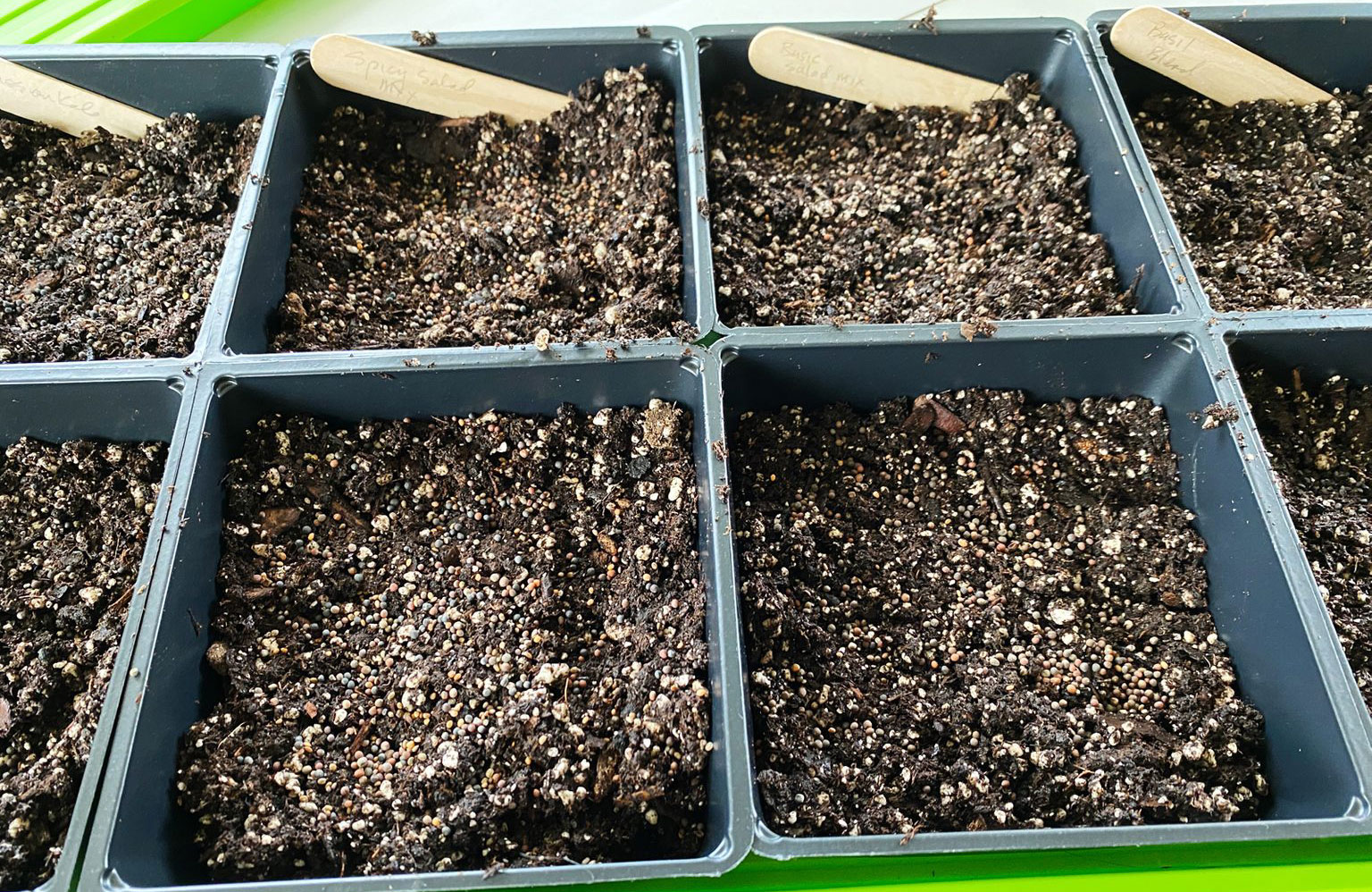 Step 2: Sow microgreen seeds