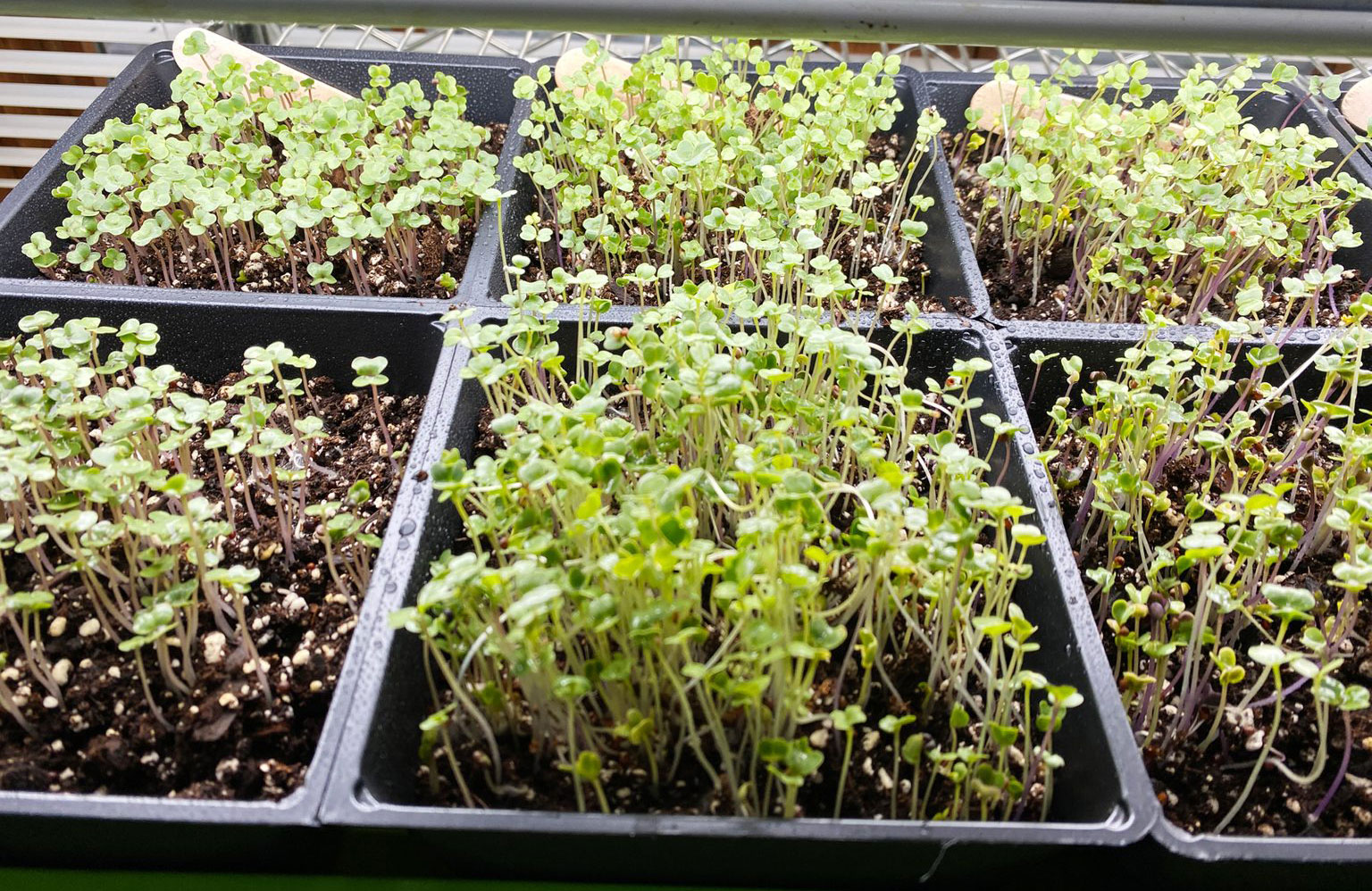 Step 5: Place growing microgreen seedlings under lights