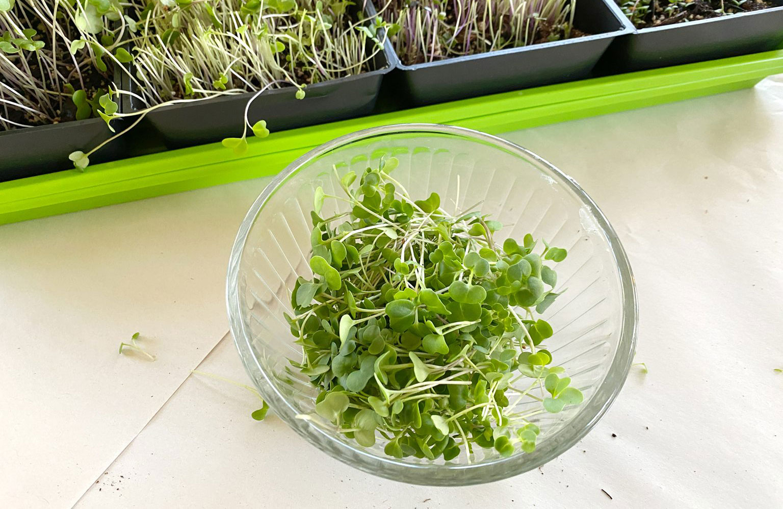 Step 6: Harvest your microgreens