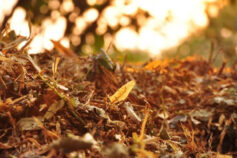 10 autumn projects for your lawn and garden