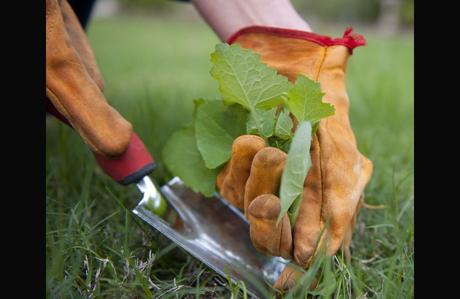 Tackle weeds