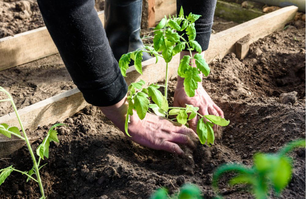 Dirt has its own surprising benefits