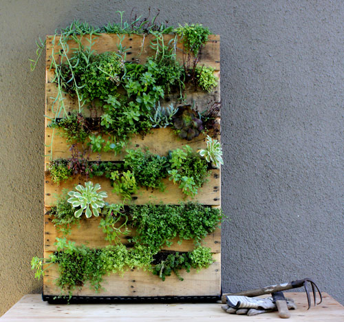 Green succulents really pop against the colour of this timber pallet. Project by: Design Sponge - See more at: http://www.handyman.netGreen succulents really pop against the colour of this timber pallet. Project by: Design Sponge 