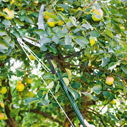 pruning tree with telescopic pruner 