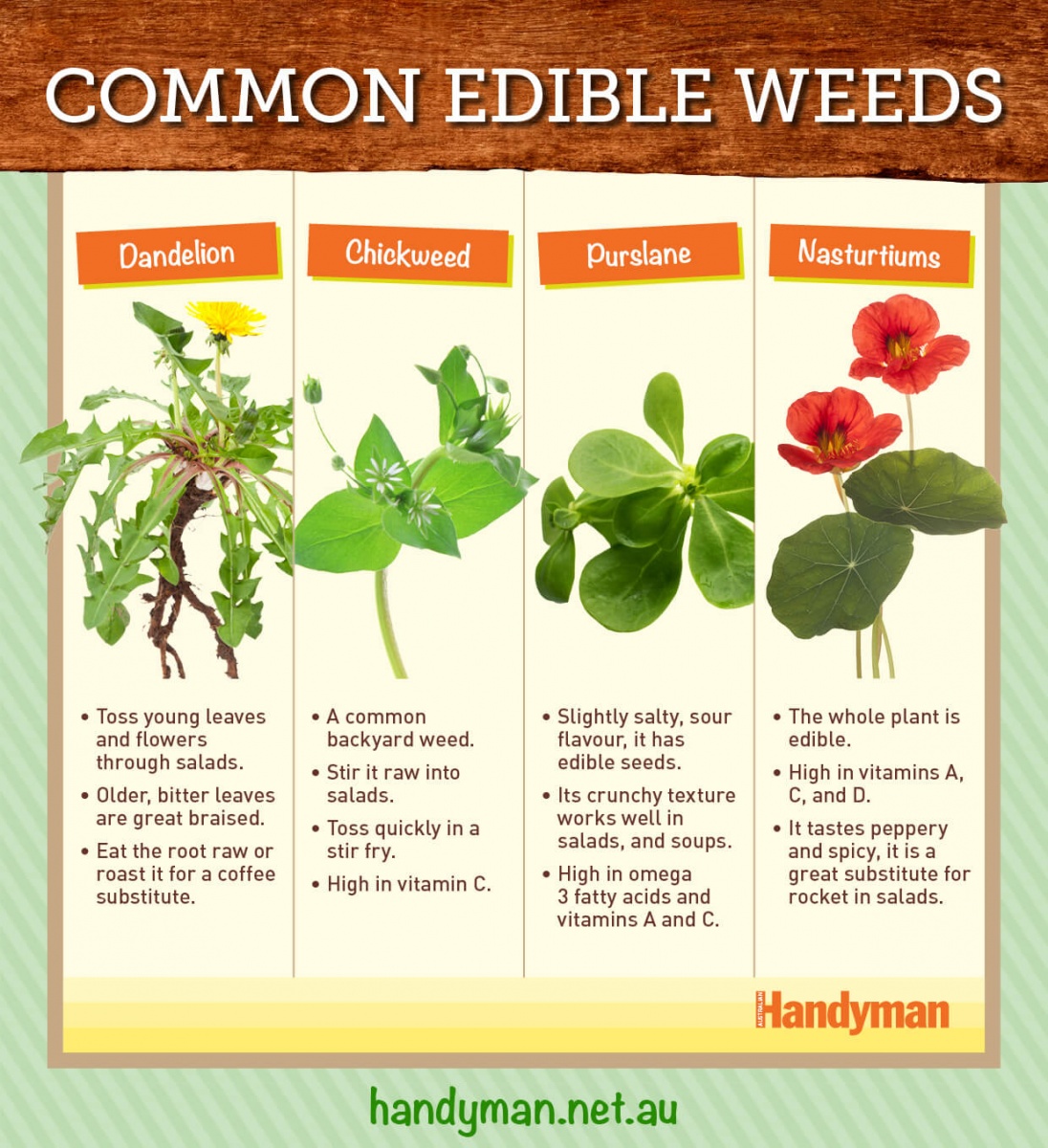 common edible weeds handyman magazine, 