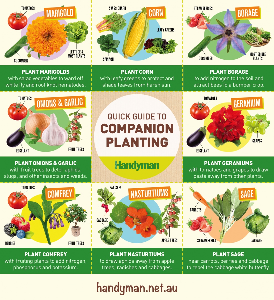 infographic, guide to companion planting, handyman magazine, 