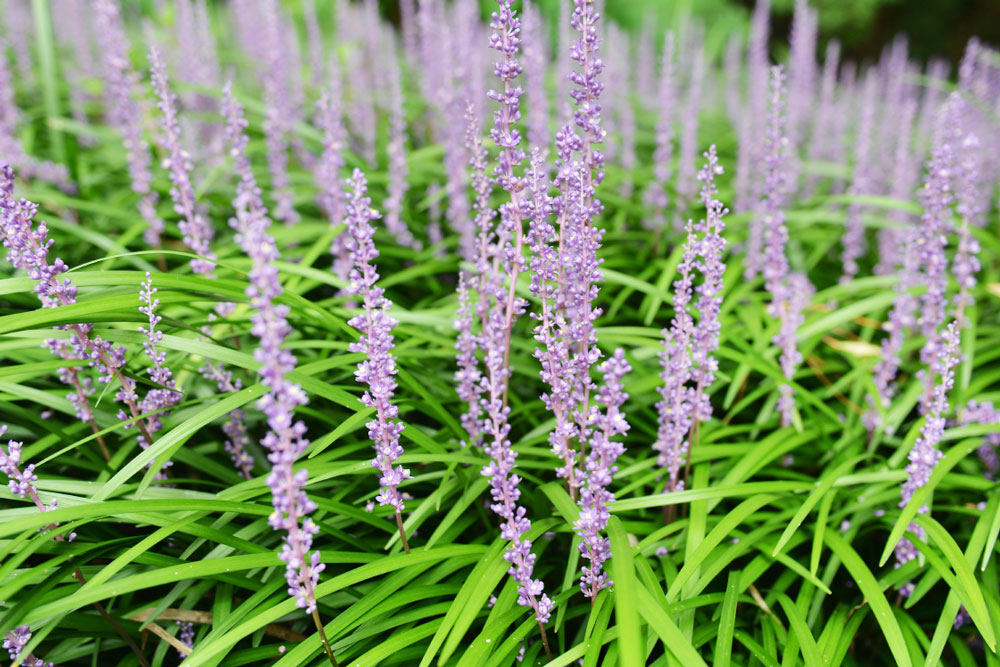 liriopes, 300 balcony overhaul, handyman magazine,