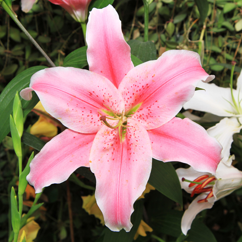 Handyman Magazine, DIY, garden, pink lily 