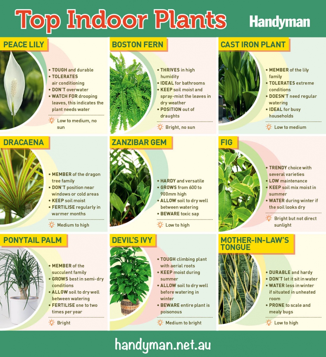 top indoor plants, handyman magazine, 