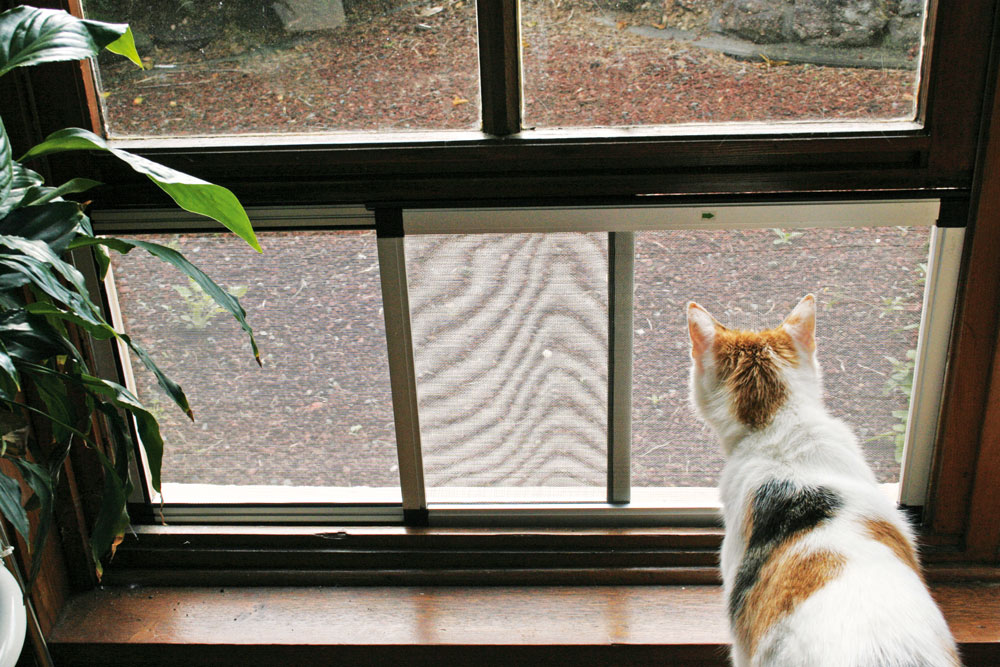 Cat looking out of a window with an adjustable flyscreen