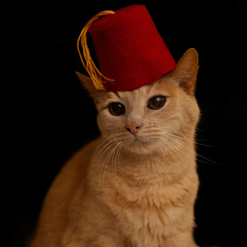 cat wearing fez hat, handyman magazine, 