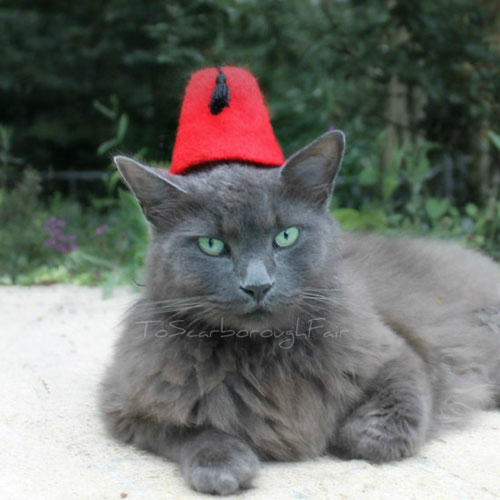 russian blue in fez hat, pet fashion trends, handyman magazine, 