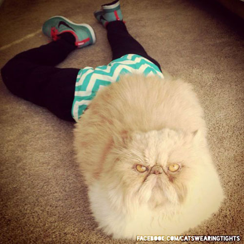 fluffy cat wearing tights and nike trainers, pet fashion trends, handyman magazine, 
