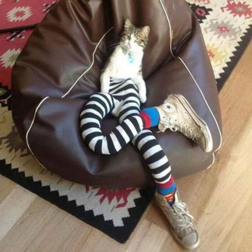cat wearing stripey tights sitting on bean bag, pet fashion trends, handyman magazine 