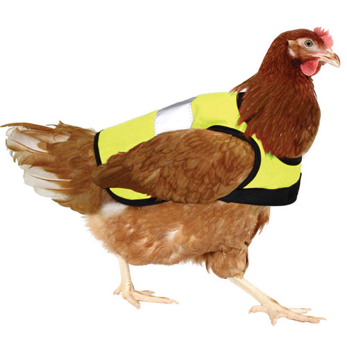 chicken in high-vis jacket, pet trends, handyman magazine, 