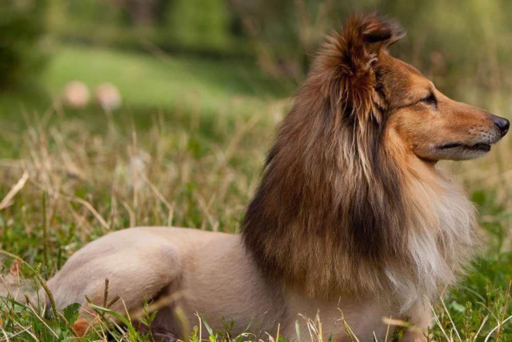 dog with lion mane haircut, pet fashion trends, handyman magazine, 