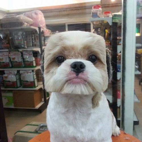 dog with square hair cut, pet fashion, trends, handyman magazine, 