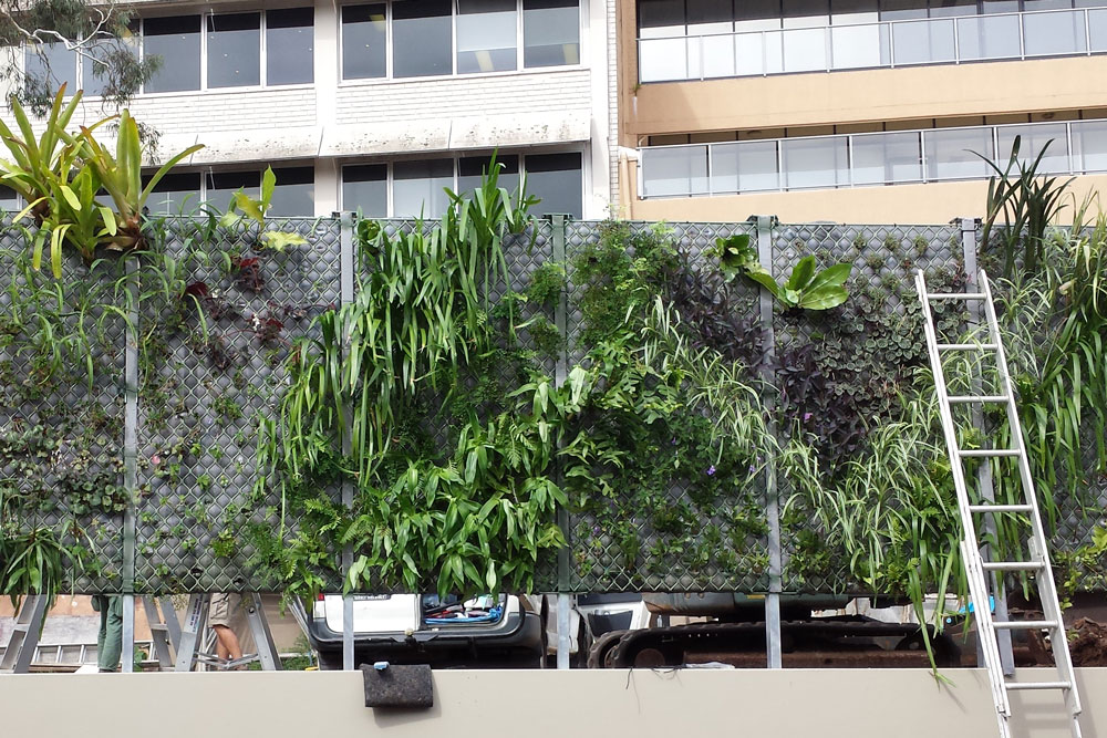 greenwall while plants are added, handyman magazine, beautiful double-sided greenwall, 