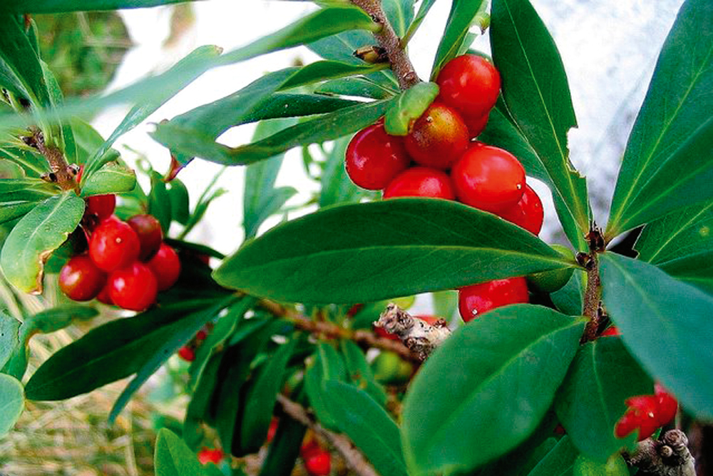 BERRIES ON A DAPHNE PLANT, GROWING DAPHNE, HANDYMAN MAGAZINE, 