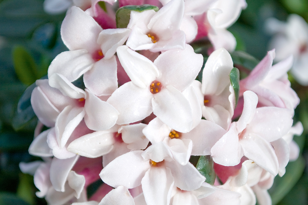 eternal fragrance daphne plant, growing daphne, handyman magazine, 