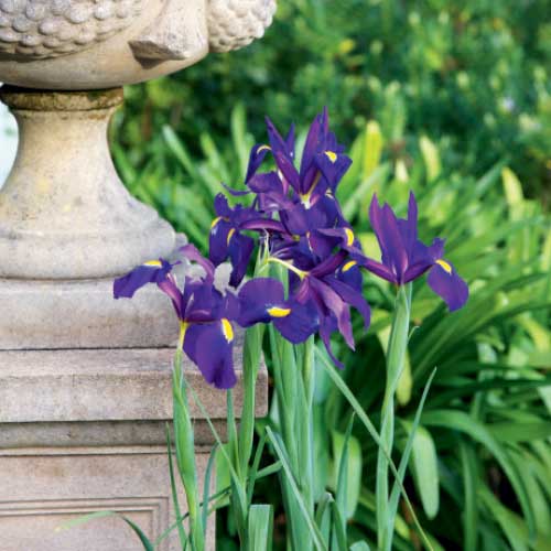 dutch irises, handyman magazine