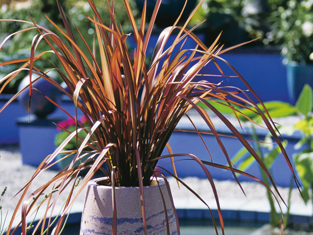 drought resistant new zealand flax