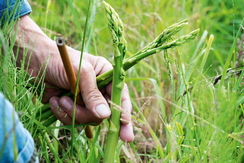 Asparagus And Ham Grill Australian Handyman Magazine