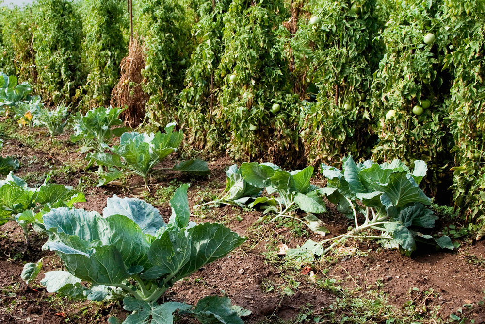 Cabbages and tomato plants in a garden bed