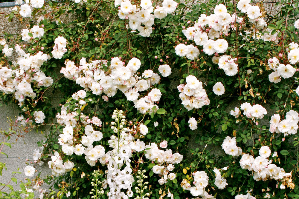 white climbing roses, handyman magazine, 