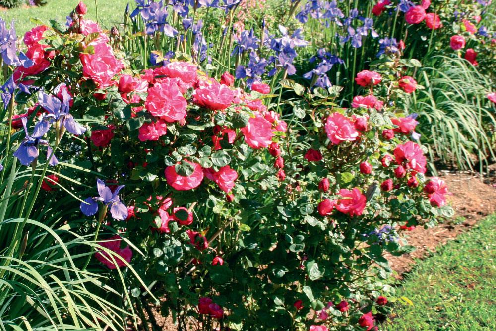 shrub roses, how to grow roses, handyman magazine, 