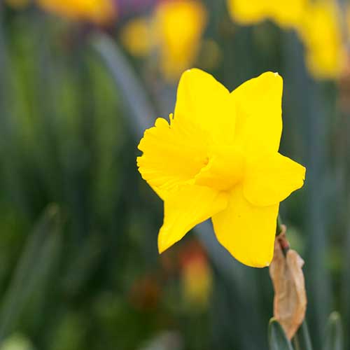 daffodils, handyman magazine, 