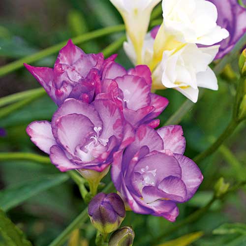 freesia, spring bulb, handyman magazine, 