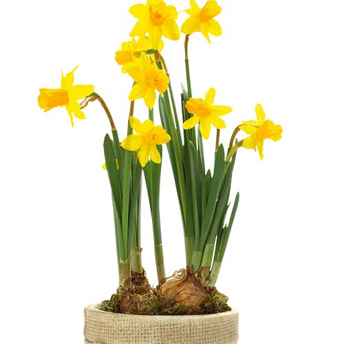 daffodil, handyman magazine, 