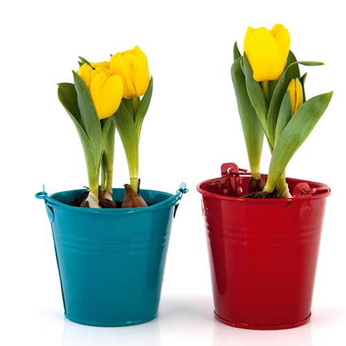tulip bulb bloom out of season, handyman magazine, 