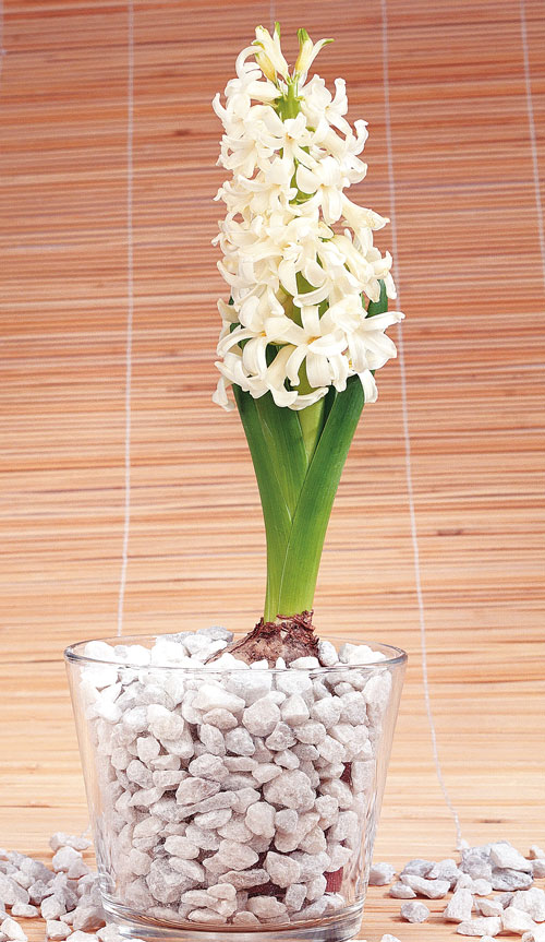 hyacinth bulb in vase, handyman magazine, 
