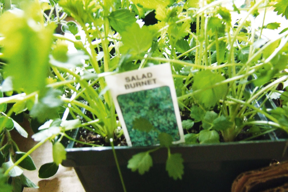 salad burnet, handyman magazine, late autumn garden, 