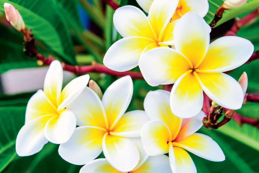 how to grow frangipanis, handyman magazine, 