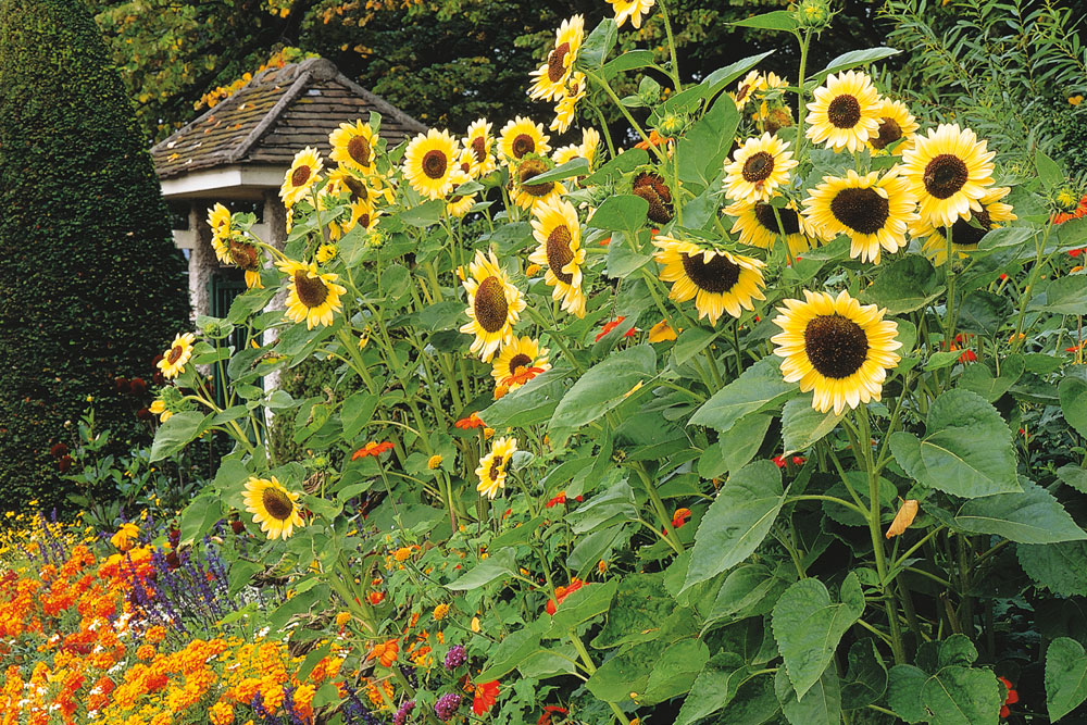 sunflowers in garden, handyman magazine, 