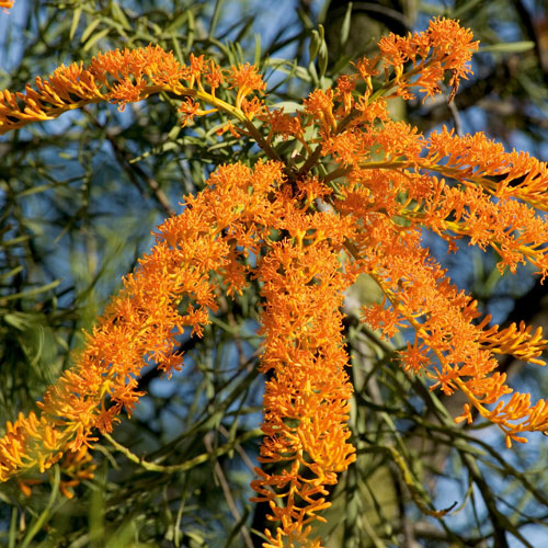 Nuytsia floribunda, western australian christmas plant, 
