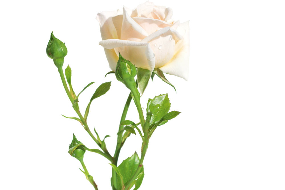 , Handyman Magazine, Garden, Plant Bare-Bulb Roses, Climbing Iceberg, 