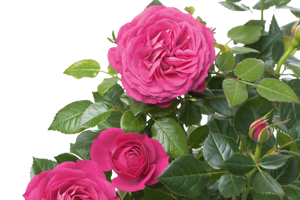 , Handyman Magazine, Garden, Plant Bare-Bulb Roses, Love Potion 