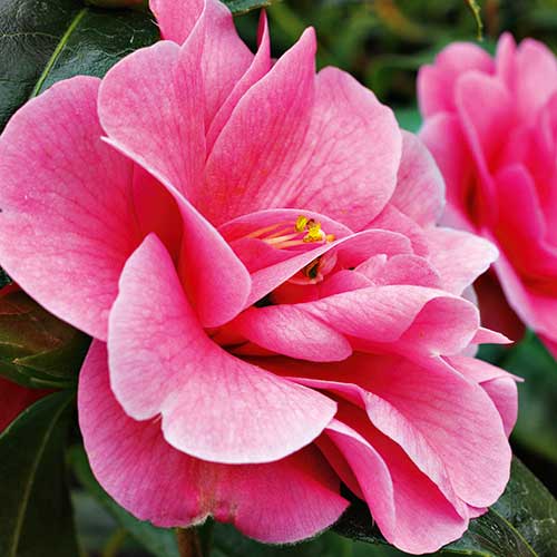 camellia reticulata, handyman magazine, 
