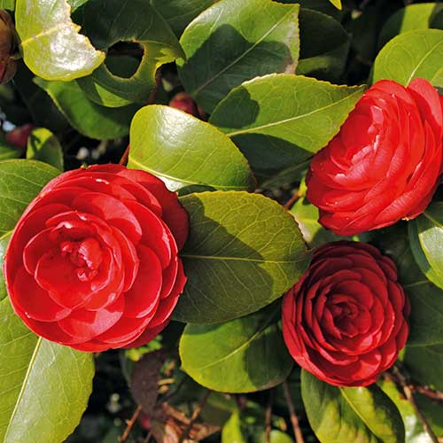 camellia japonica, handyman magazine, 