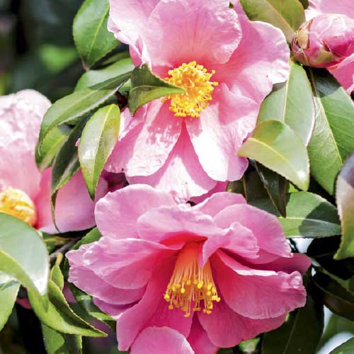 camellia sasanqua, handyman magazine, 