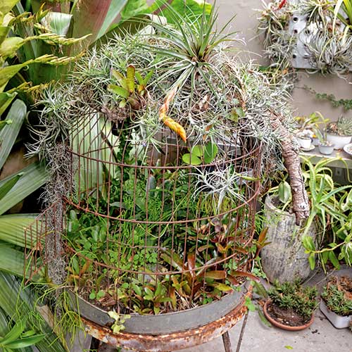 bromeliad on a birdcage, handyman magazine, 