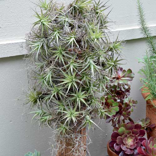 attach plants to wire, make a bromeliad display, 