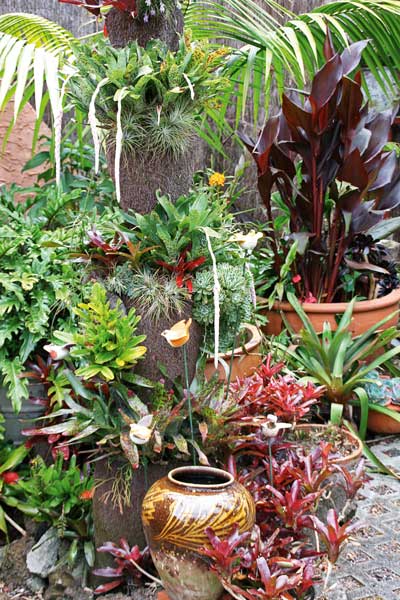 bromeliads in pots, handyman magazine, 