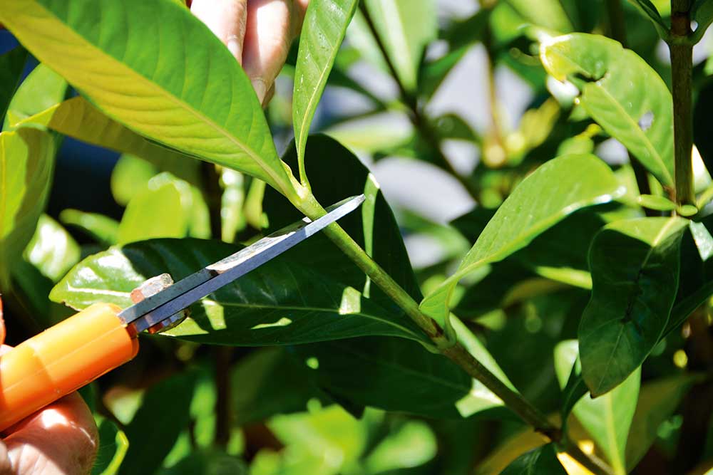 take plant cuttings with secateurs, handyman magazine, 