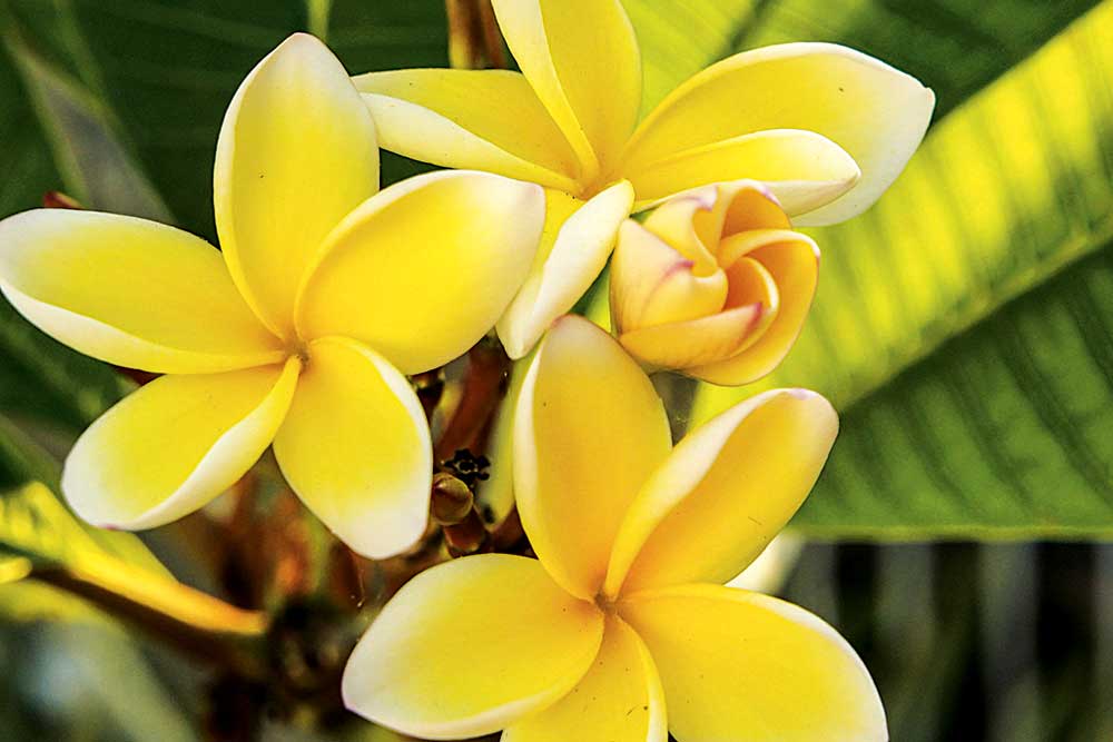 yellow frangipani, handyman magazine, 